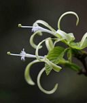 Turraea floribunda