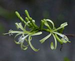 Turraea floribunda