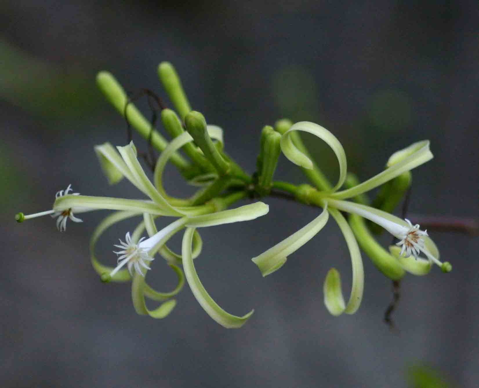 Turraea floribunda