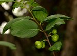 Turraea floribunda
