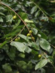 Turraea floribunda