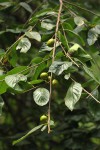 Turraea floribunda