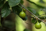 Turraea floribunda