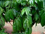 Trichilia dregeana