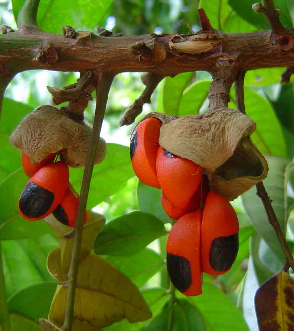 Trichilia dregeana