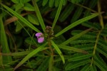 Polygala albida subsp. stanleyana
