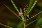 Polygala albida subsp. stanleyana