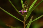 Polygala albida subsp. stanleyana