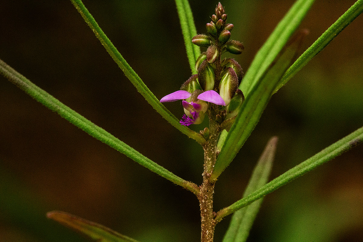 Polygala albida subsp. stanleyana