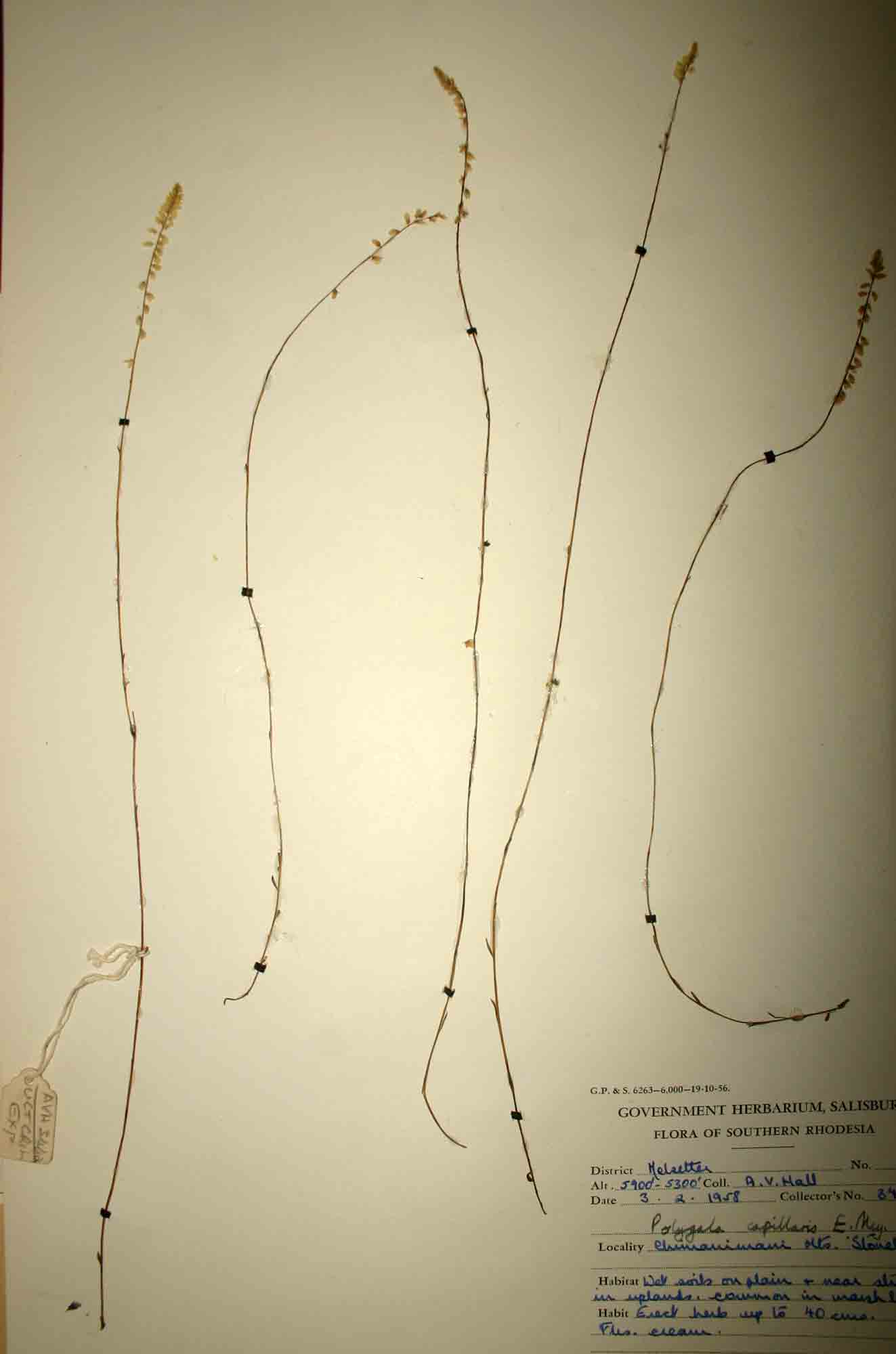 Polygala capillaris