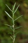 Polygala erioptera
