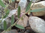 Polygala erioptera