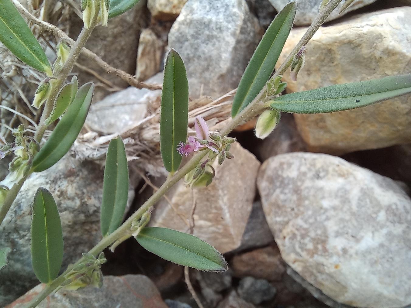 Polygala erioptera