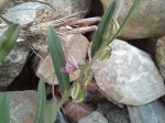 Polygala erioptera