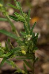 Polygala erioptera