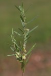 Polygala erioptera