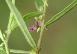 Polygala erioptera
