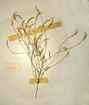 Polygala myriantha