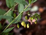 Polygala sphenoptera