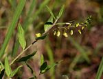 Polygala sphenoptera