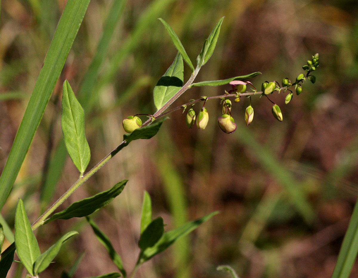 Polygala sphenoptera