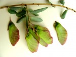 Securidaca longepedunculata