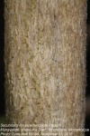 Securidaca longepedunculata