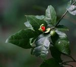 Tapura fischeri var. pubescens