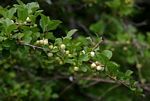 Flueggea virosa subsp. virosa