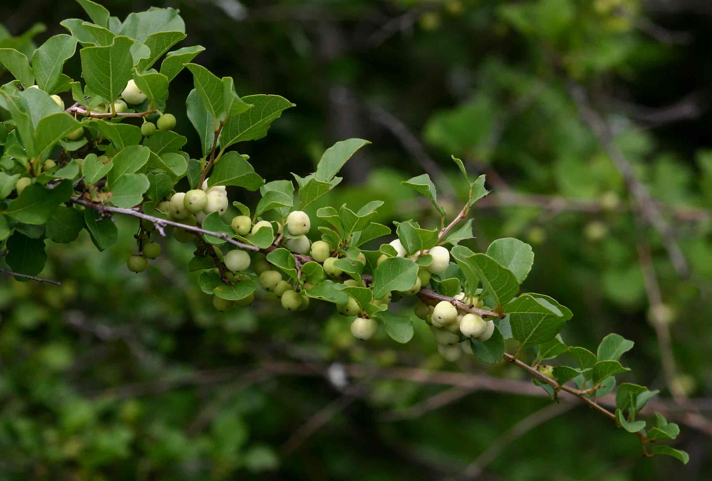 Flueggea virosa subsp. virosa