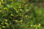 Flueggea virosa subsp. virosa