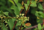 Flueggea virosa subsp. virosa