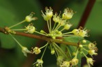 Flueggea virosa subsp. virosa