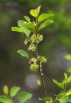 Flueggea virosa subsp. virosa