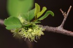Flueggea virosa subsp. virosa