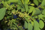 Flueggea virosa subsp. virosa