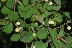 Flueggea virosa subsp. virosa