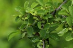 Flueggea virosa subsp. virosa