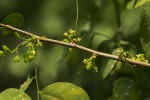 Flueggea virosa subsp. virosa