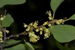 Flueggea virosa subsp. virosa