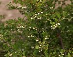 Flueggea virosa subsp. virosa