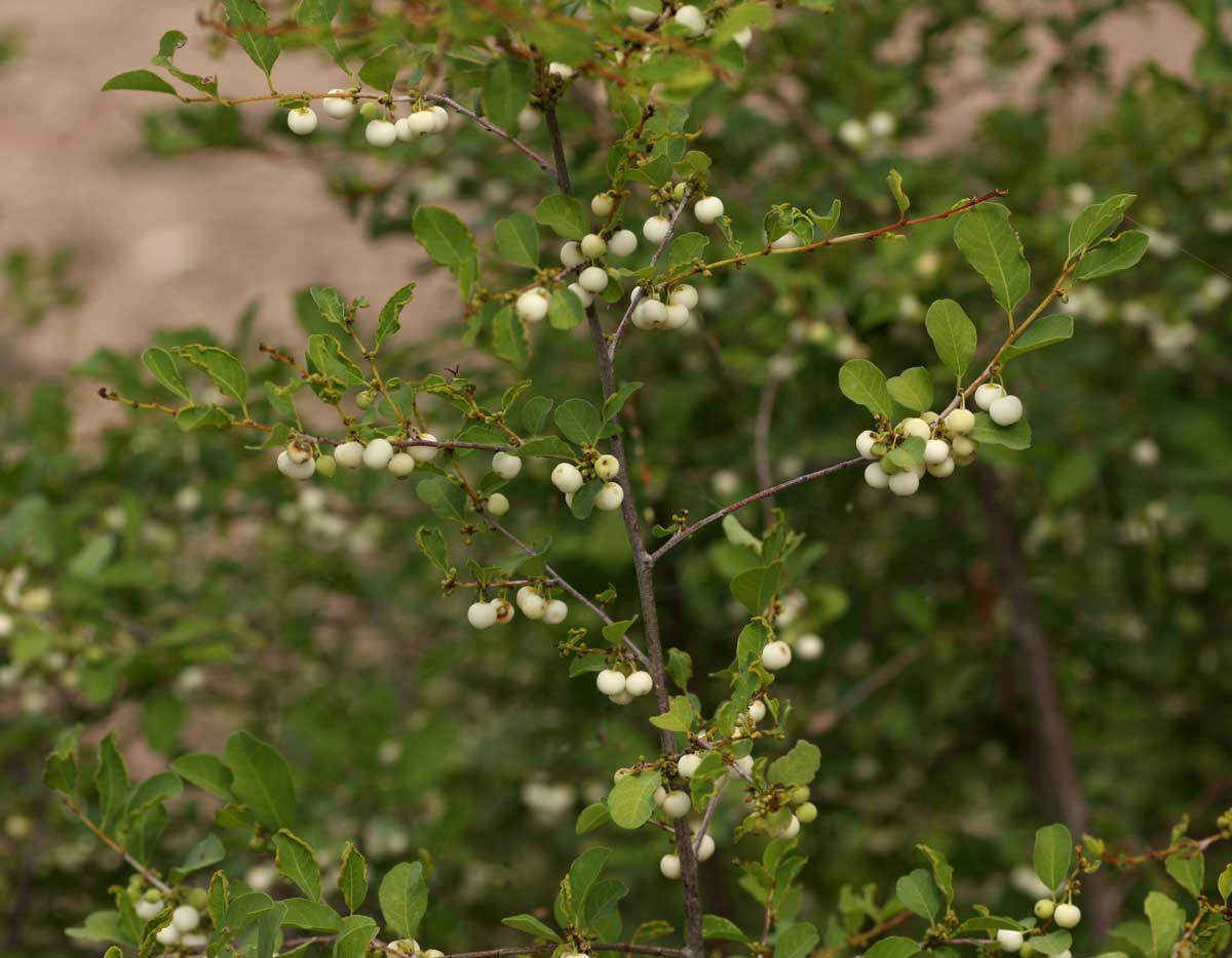 Flueggea virosa subsp. virosa