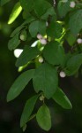 Flueggea virosa subsp. virosa