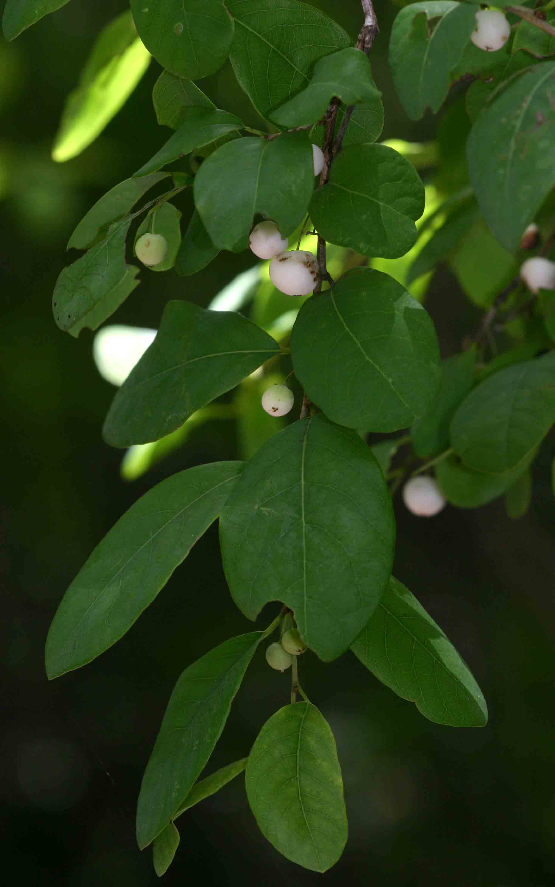 Flueggea virosa subsp. virosa