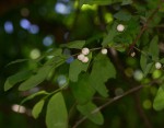Flueggea virosa subsp. virosa