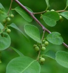 Flueggea virosa subsp. virosa