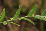 Phyllanthus maderaspatensis