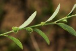 Phyllanthus maderaspatensis