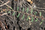 Phyllanthus maderaspatensis