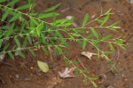 Phyllanthus maderaspatensis